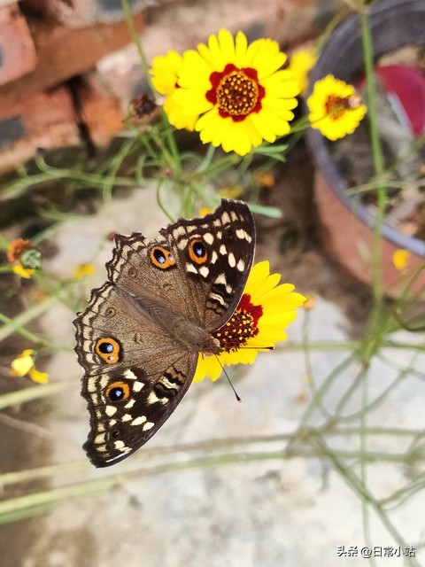 75岁独居生活_晚年重获新生_女明星晚年孤独